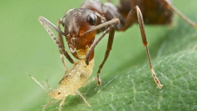Как избавиться от муравьев при помощи йода