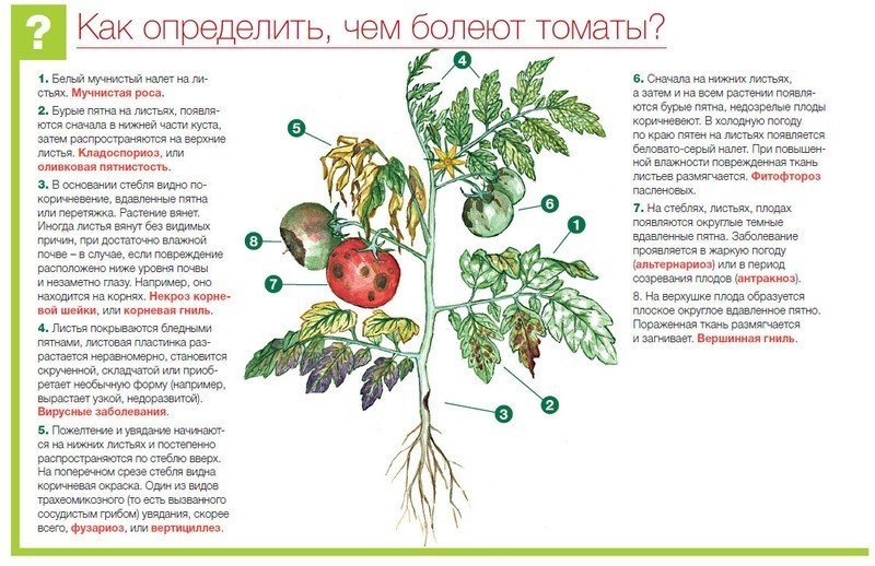 Болезни плодов томатов описание с фотографиями