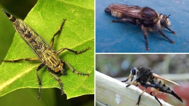 Как распознать лилейную муху и бороться с ней
