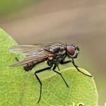 Капустная муха: методы борьбы препаратами и народными средствами
