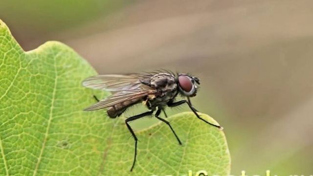 Капустная муха: как с ней бороться народными средствами и препаратами, фото,