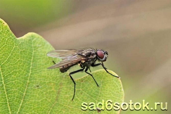 Весенняя капустная муха