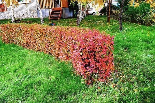 Кизильник блестящий живая изгородь осень