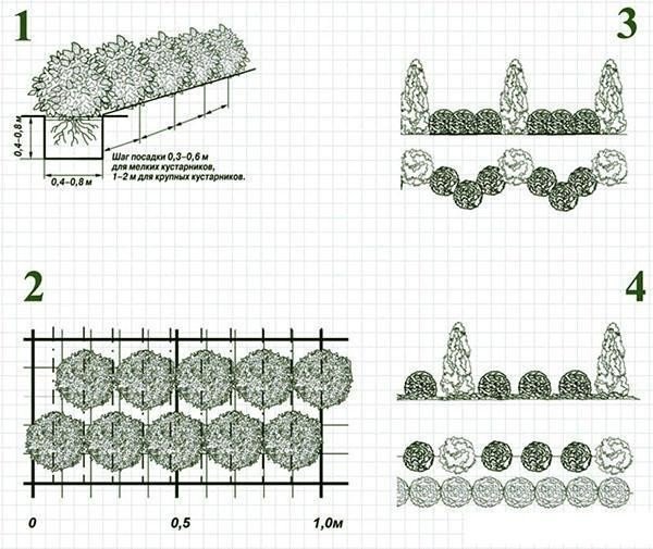 Схема посадки кизильника блестящего для живой изгороди