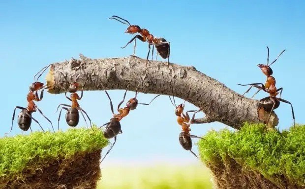 Интересные факты о муравьях для детей