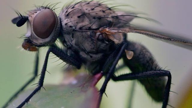 Луковая муха — AgroFlora