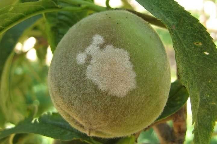 Белые пятна на плодах персика