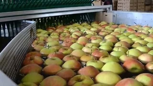 Чем обрабатывают яблоки для длительного хранения