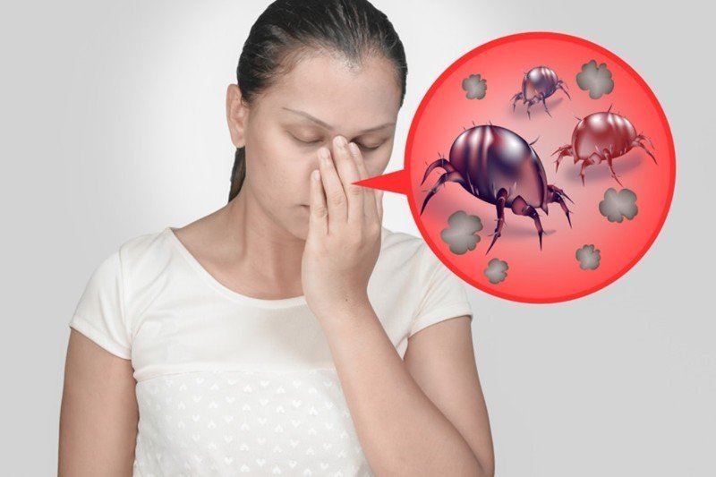 Аллергия на пыль на клещевой пыли