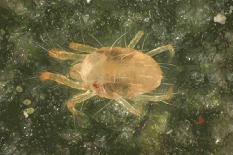 Обыкновенный паутинный клещ tetranychus urticae