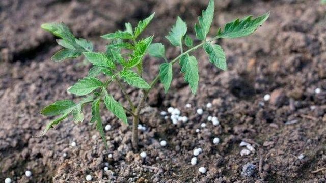 Мочевина: подкормка для рассады томатов, как разводить и поливать