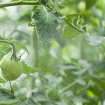 Вершинная гниль томатов – спасаем урожай