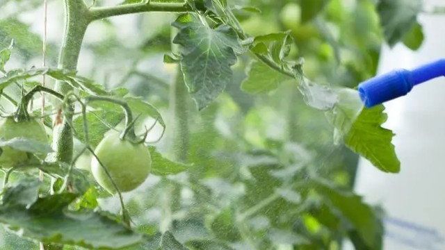 Вершинная гниль томатов – спасаем урожай