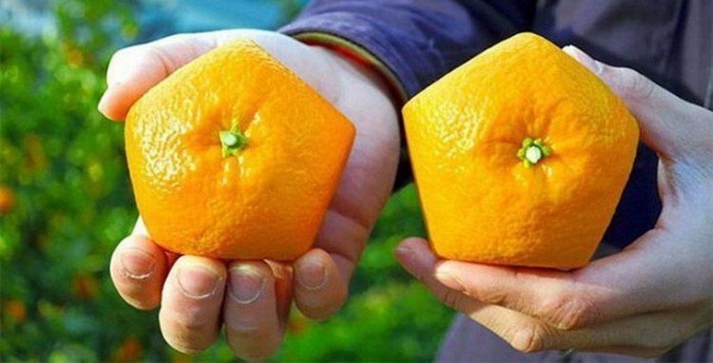 Квадратный апельсин