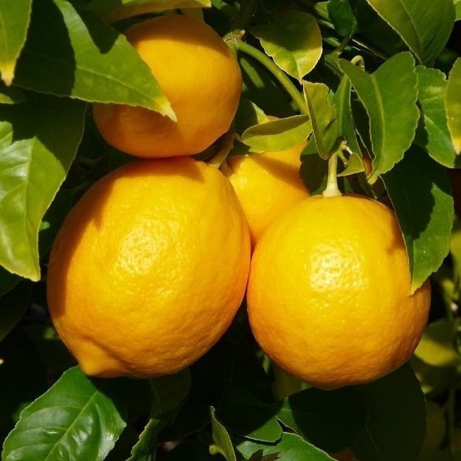 Помологический сорт лимона