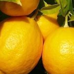 Как вырастить лимон из косточки и радовать себя домашним урожаем из лимончиков