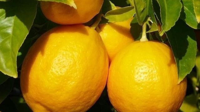 Как вырастить лимон из косточки и радовать себя домашним урожаем из лимончиков