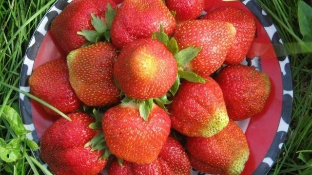 Клубника Елизавета: описание сорта с ягодами "королевских" размеров и правила выращивания для максимальной урожайности