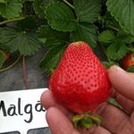 Клубника Мальга: описание перспективного ремонтантного сорта садовой земляники