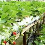 Особенности и эффективность выращивания клубники в мешках