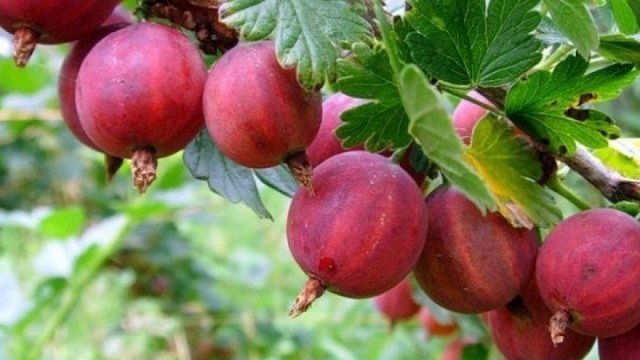 Описание сорта крыжовника Колобок: корневая система, вкусовые качества ягод