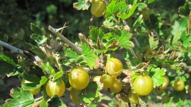Ribes uva-crispa крыжовник обыкновенный осенью