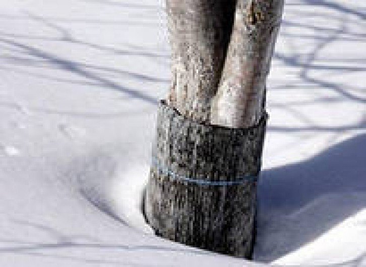 Защита деревьев от грызунов зимой