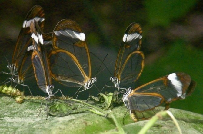 Бабочка со стеклянными крыльями