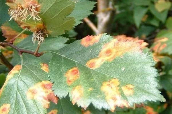 Болезни и вредители малина бабье лето описание сорта