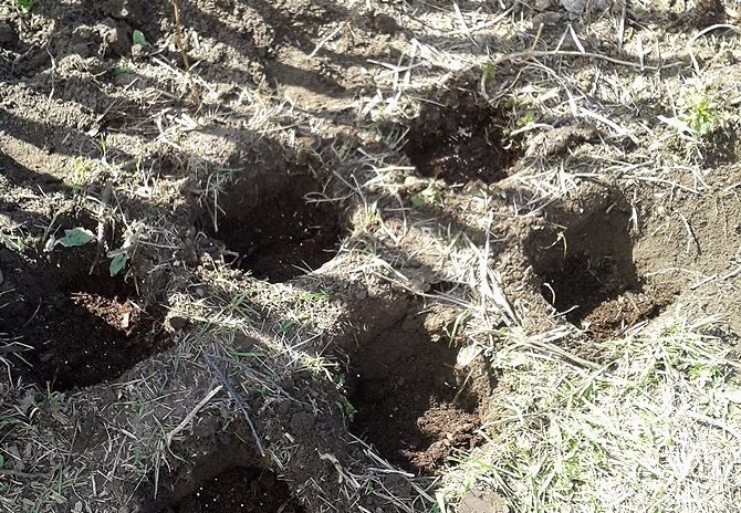 Выкопанные посадочные ямы для саженцев малины