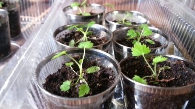 Как вырастить малину из семян в домашних условиях на рассаду, как из ягоды получить семена, плюсы и минусы размножения семенами