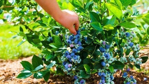 Голубика садовая сорта