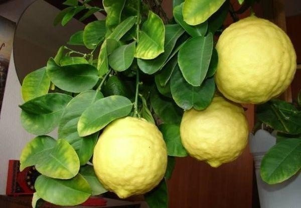 Лимон пандероза саженец