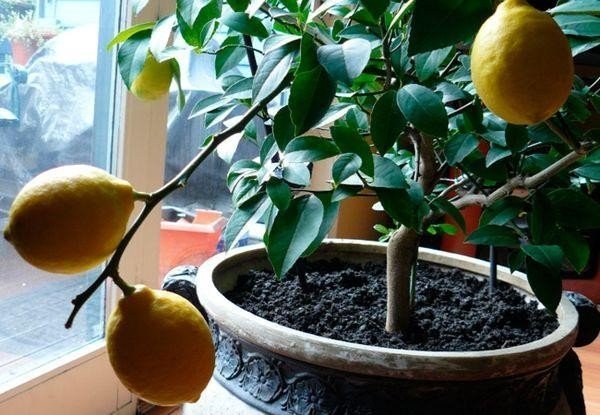 Привить лимонное дерево