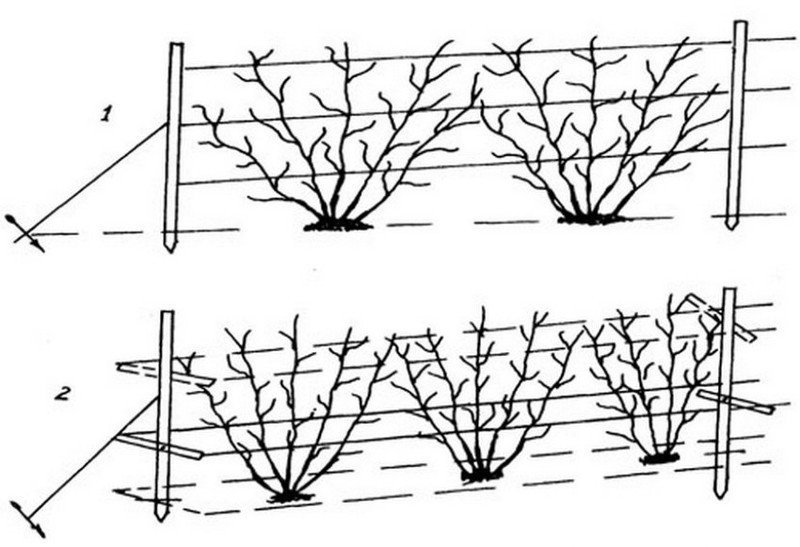 Схема подвязки винограда весной