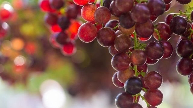 Багрена — виноград