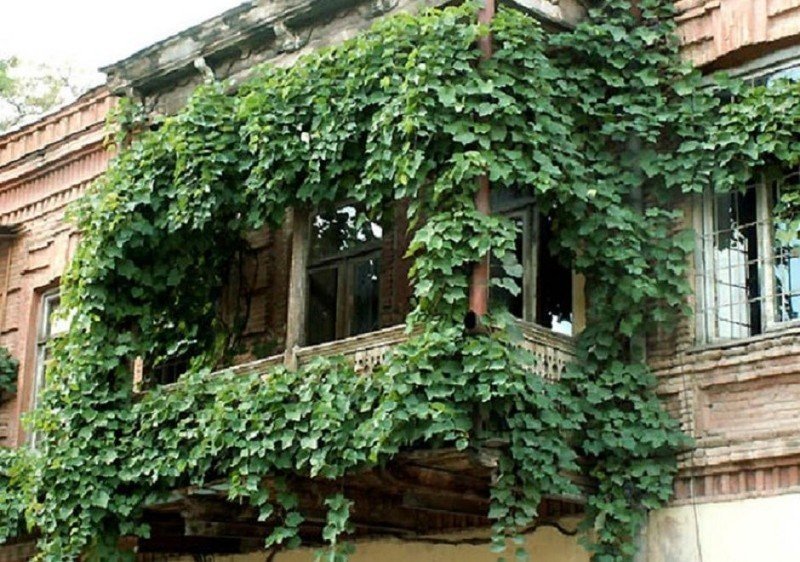 Девичий виноград пятилисточковый на балконе