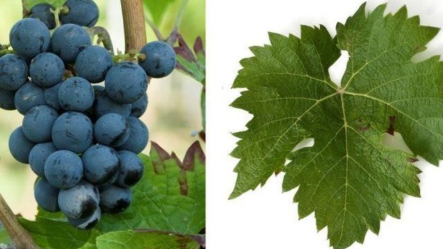 Описание и правила выращивания винограда Каберне Кортис