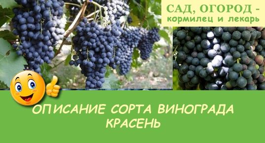 Красень виноград описание сорта фото