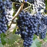 Описание сорта винограда Красень