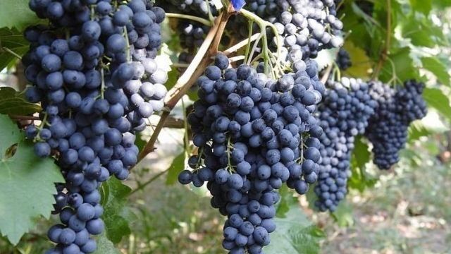 Виноград Красень: описание сорта и фото, урожайность, отзывы
