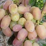 Особенности выращивания винограда сорта Сенсация