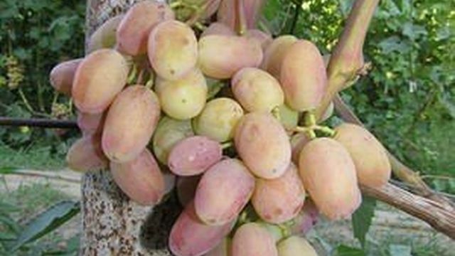 Особенности выращивания винограда Сенсация