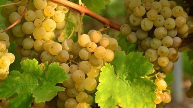 Подробное описание винограда сорта «Гарольд»