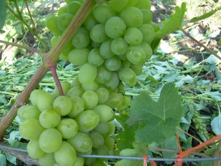Виноград плодовый гарольд