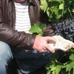 Посадка винограда в Самарской области