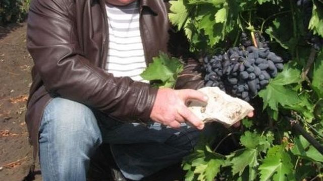 Посадка винограда в Самарской области