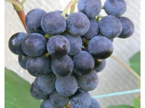 Сорт винограда буффало