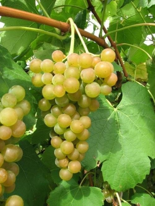 Сорт винограда платовский