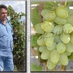Сорт винограда Бажена: характеристика, агротехника выращивания